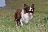 BORDER COLLIE 730